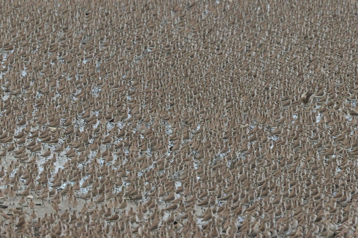 Western Sandpiper - ML646546138