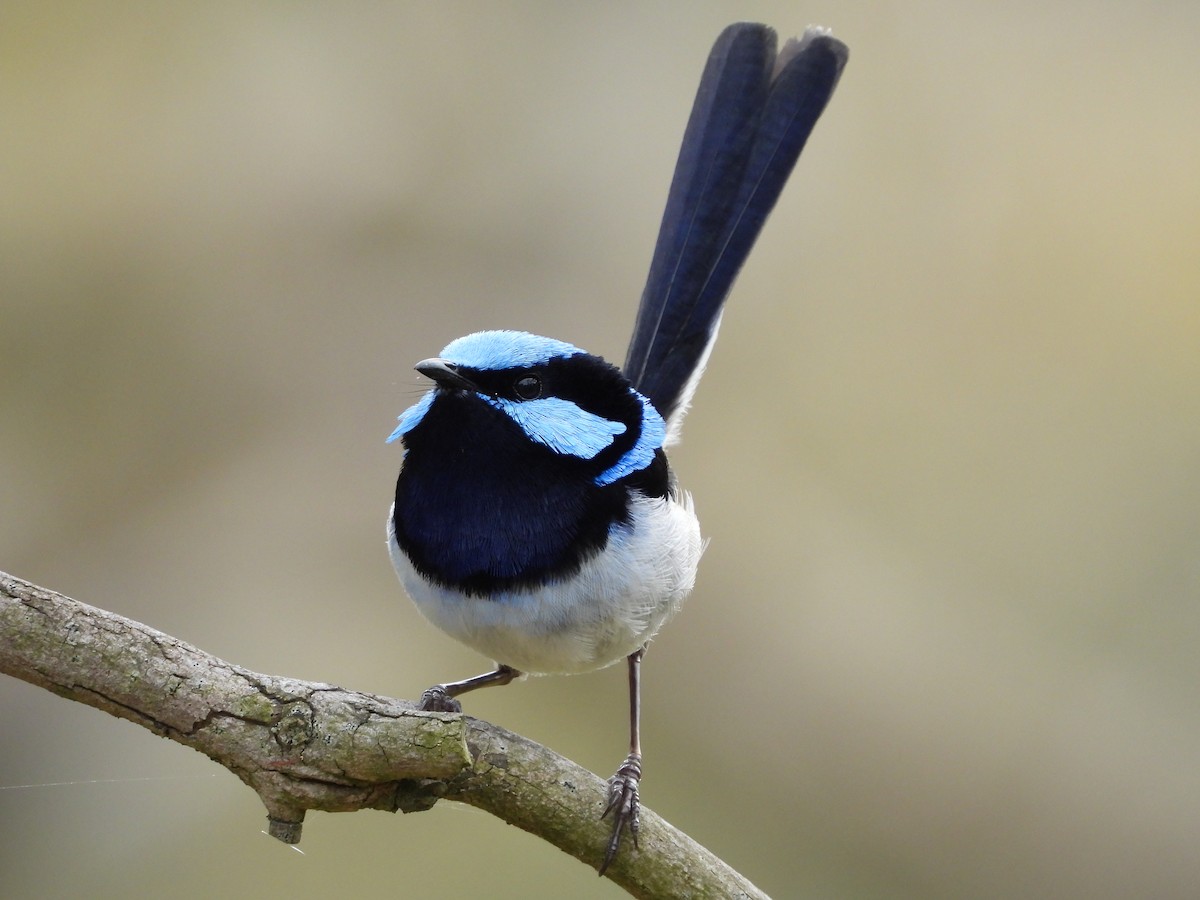 modropláštník nádherný - ML646546140