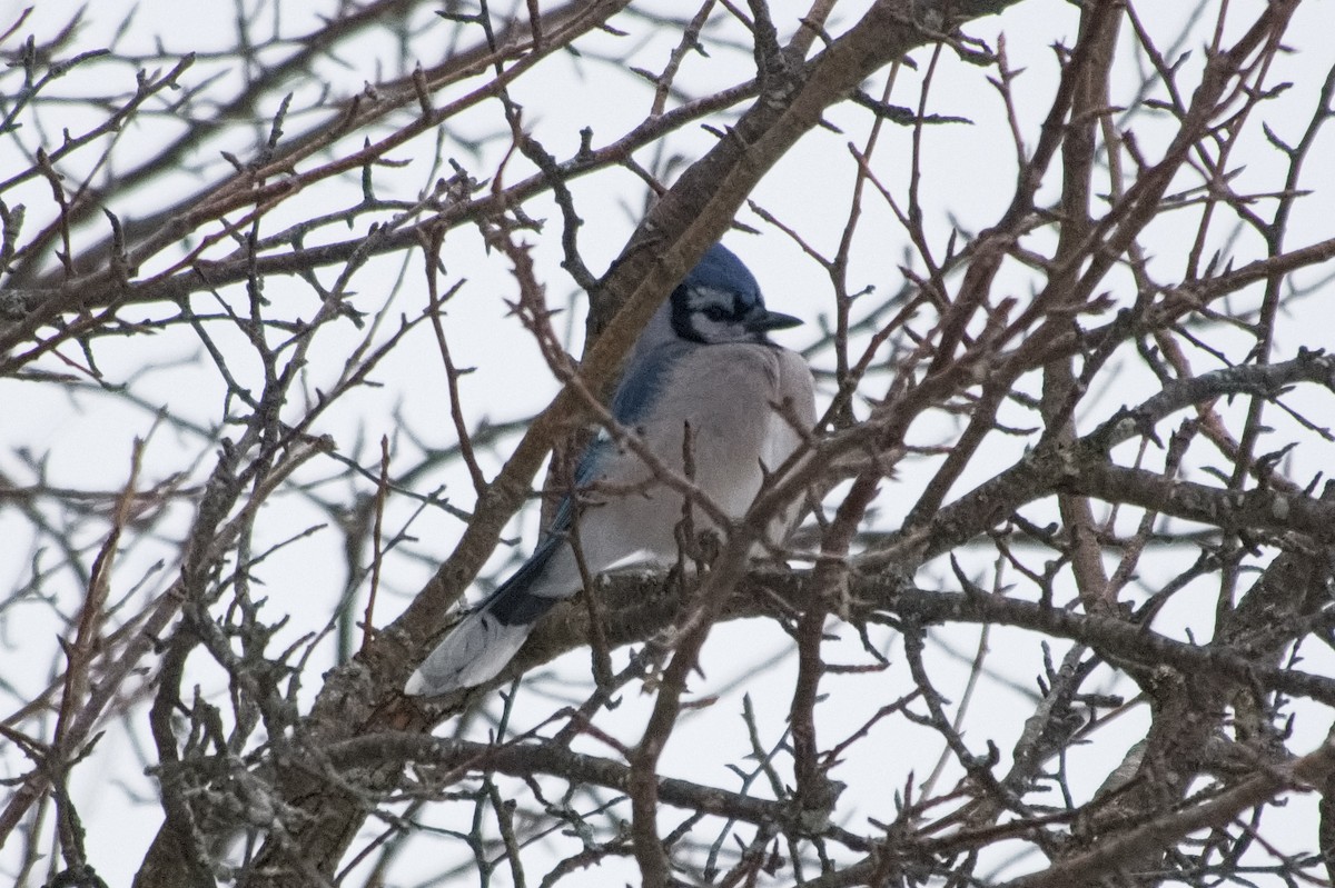 Blue Jay - ML646546142