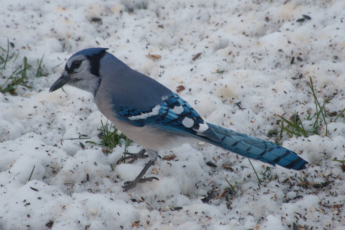 Blue Jay - ML646546143