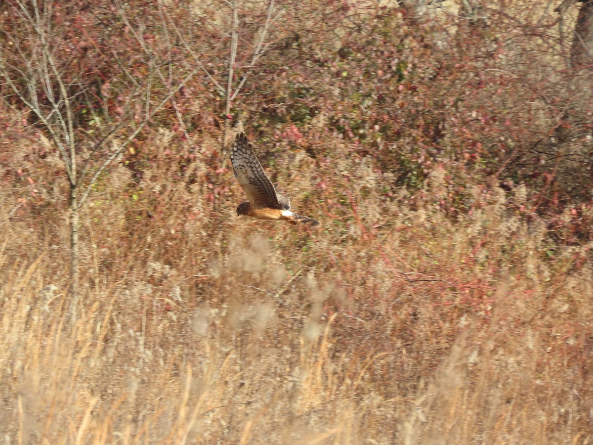 Northern Harrier - ML646546150