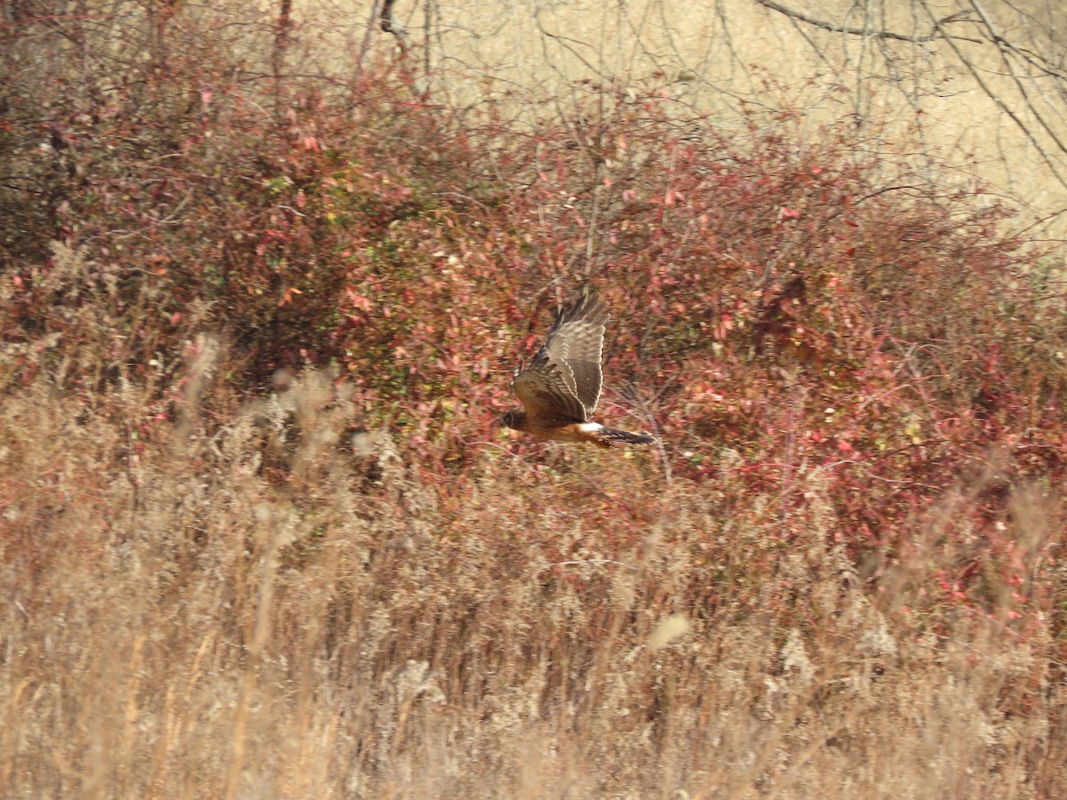 Northern Harrier - ML646546151