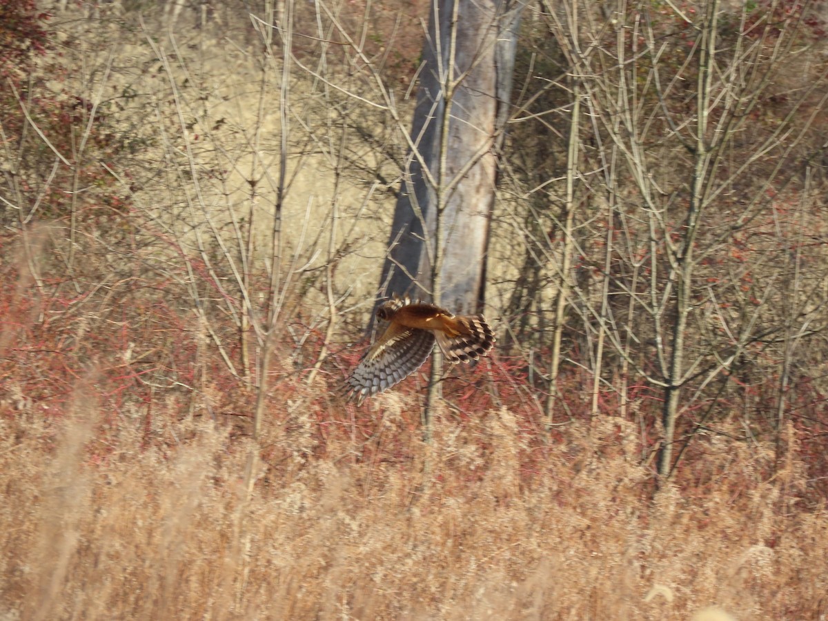 Northern Harrier - ML646546152