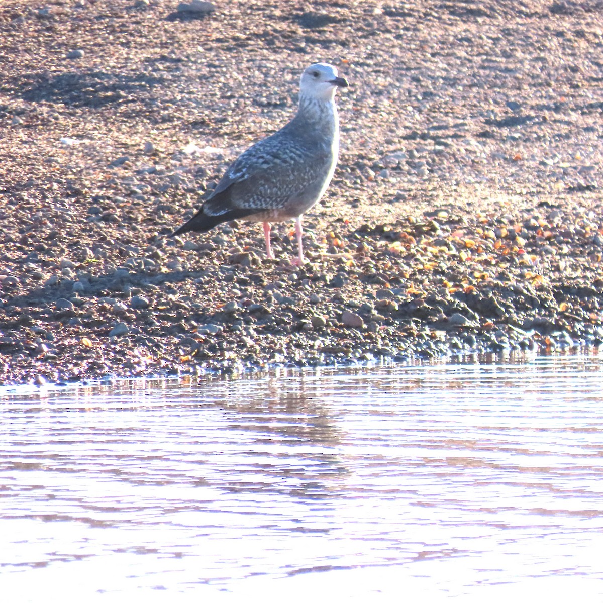 カモメ亜科 - ML646546154