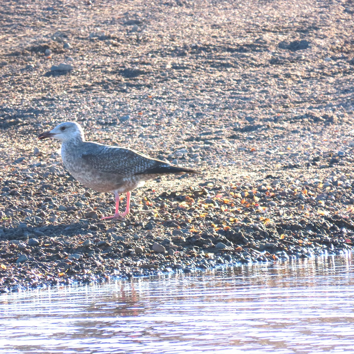 カモメ亜科 - ML646546155