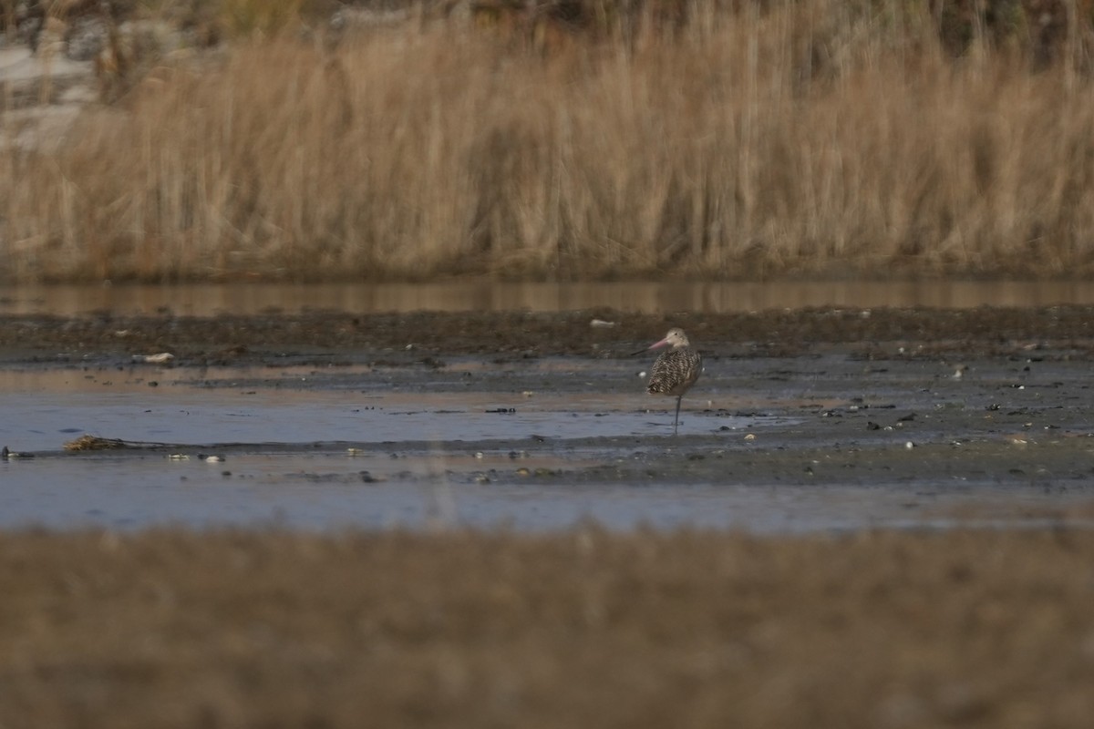 břehouš velký - ML646546156