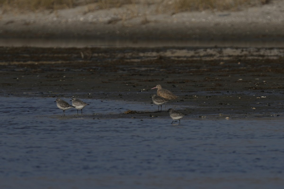 břehouš velký - ML646546157