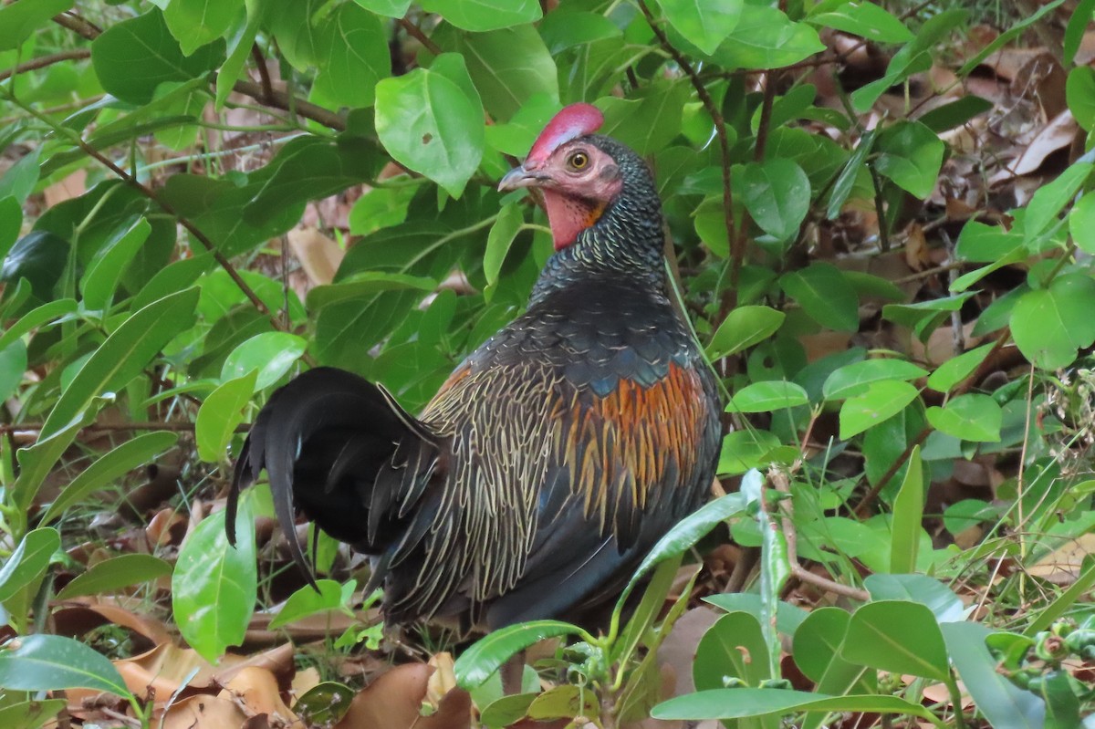 Green Junglefowl - ML646546158