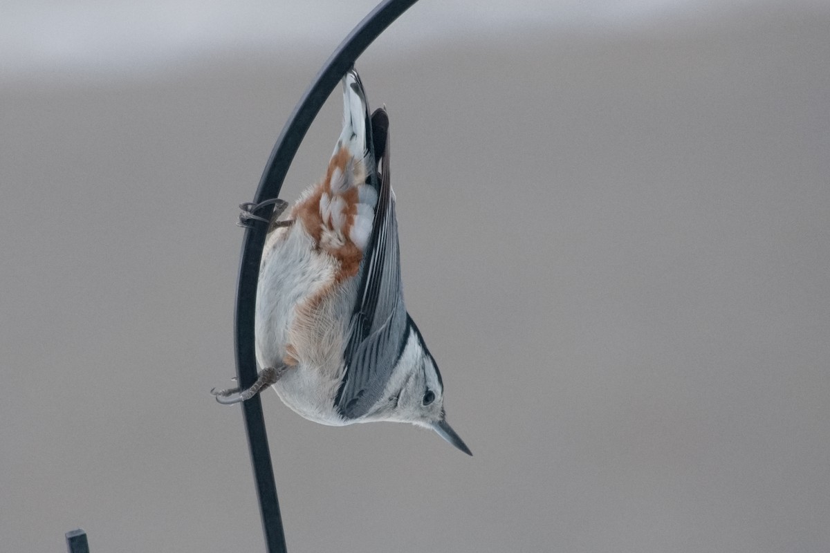 White-breasted Nuthatch - ML646546159