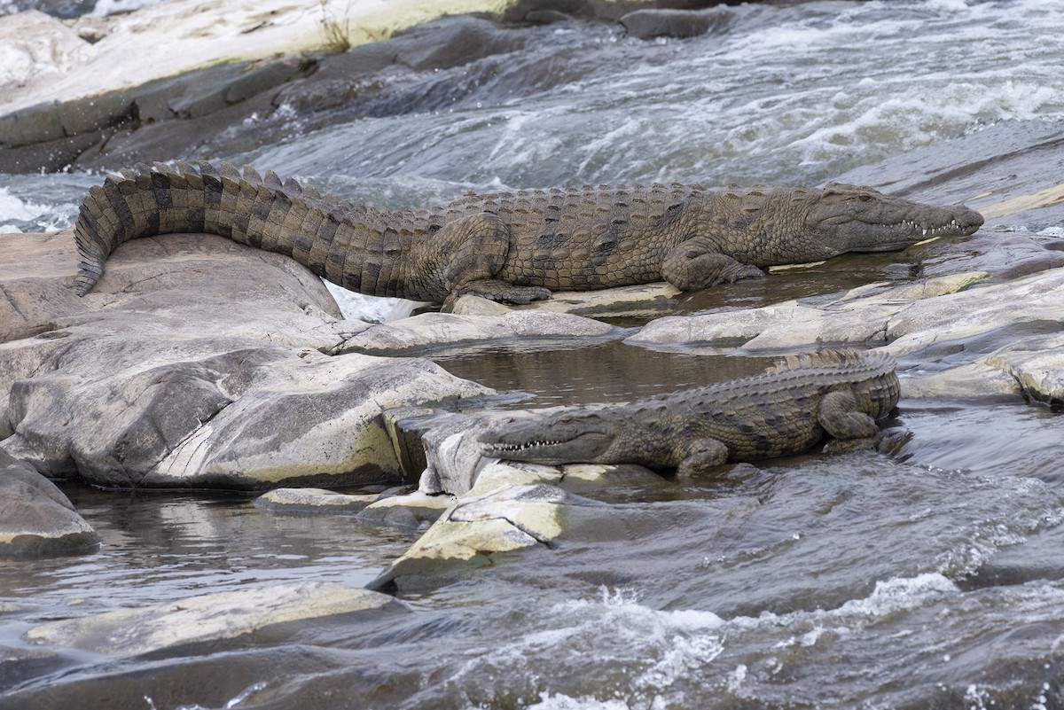 Southern African Crocodile - ML646546161