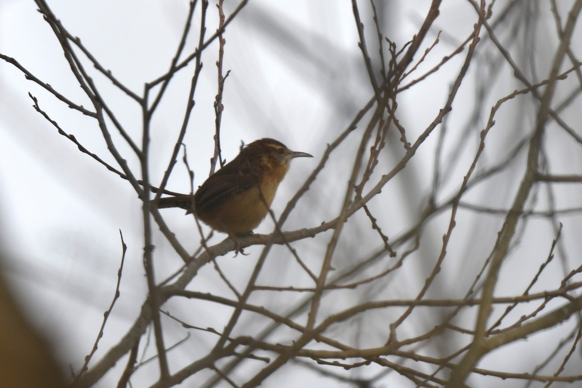 Carolina Wren - ML646546162
