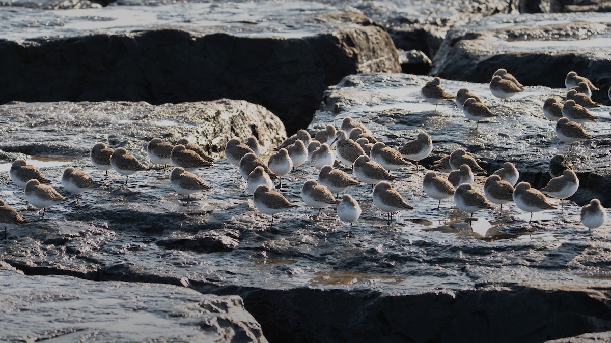 jespák obecný - ML646546165