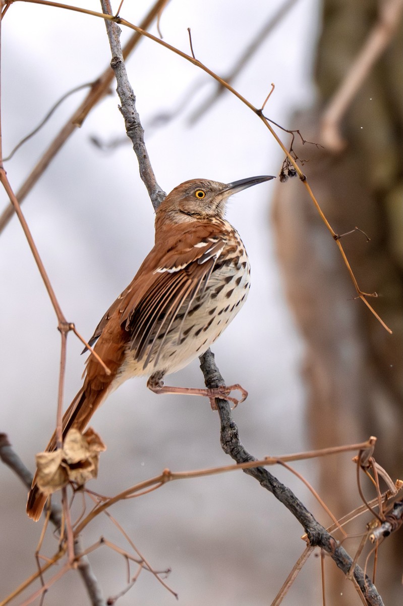 Kahverengi Çöpçü - ML646546167