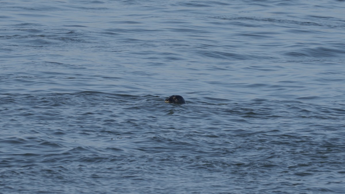 Grey Seal - ML646546168