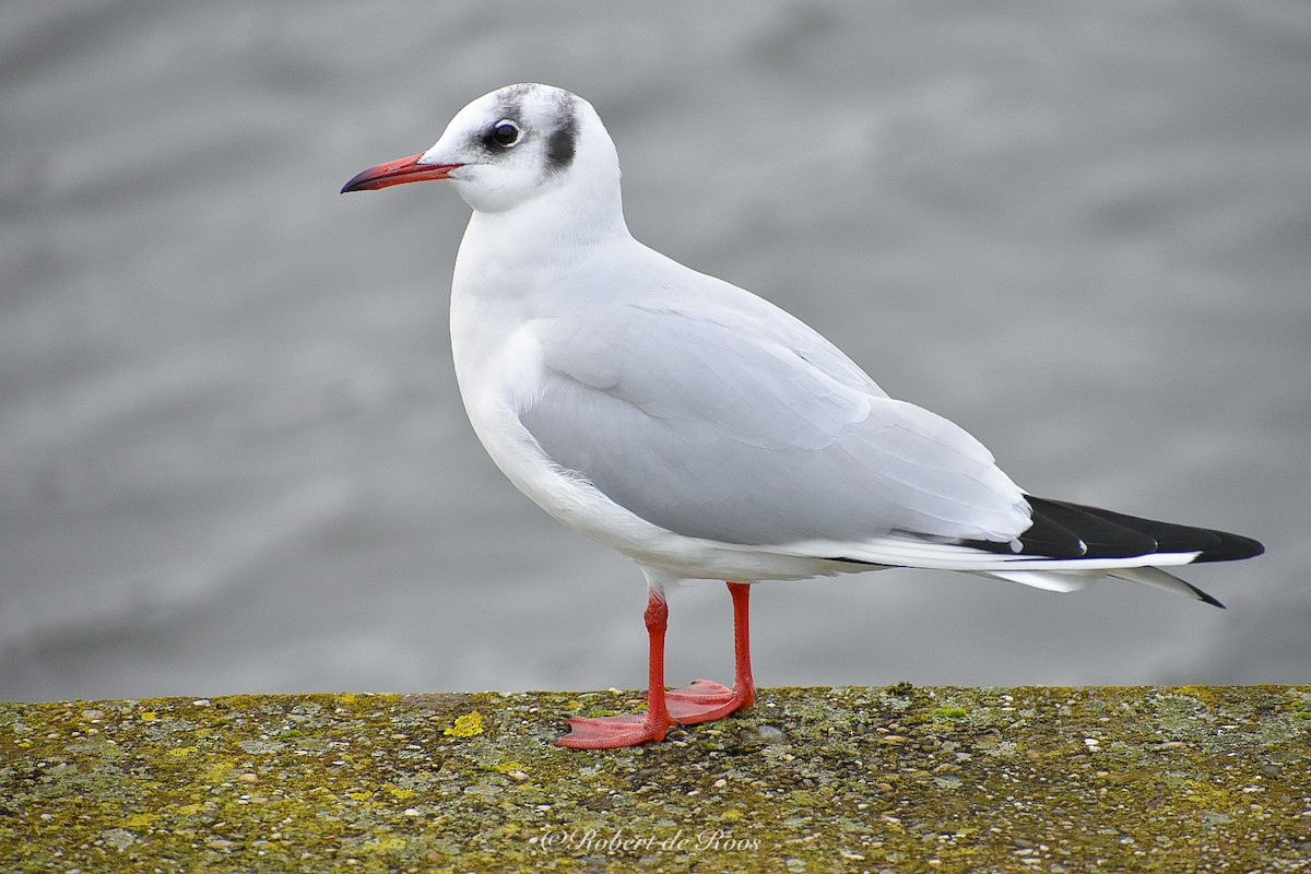 Black-headed Gull - ML646546170