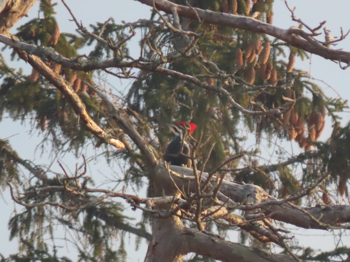 Pileated Woodpecker - ML646546171