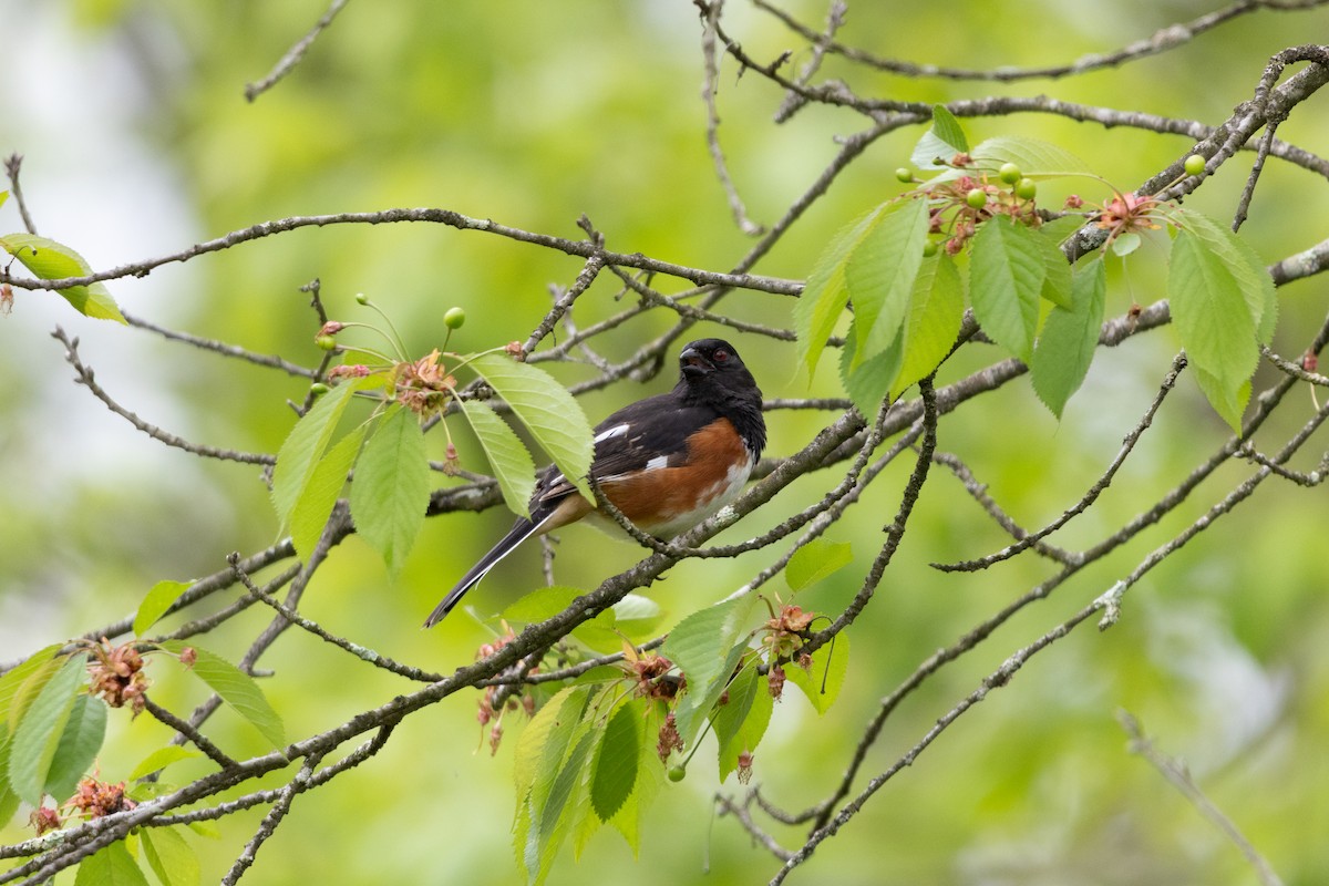 Eastern Towhee - ML646546173