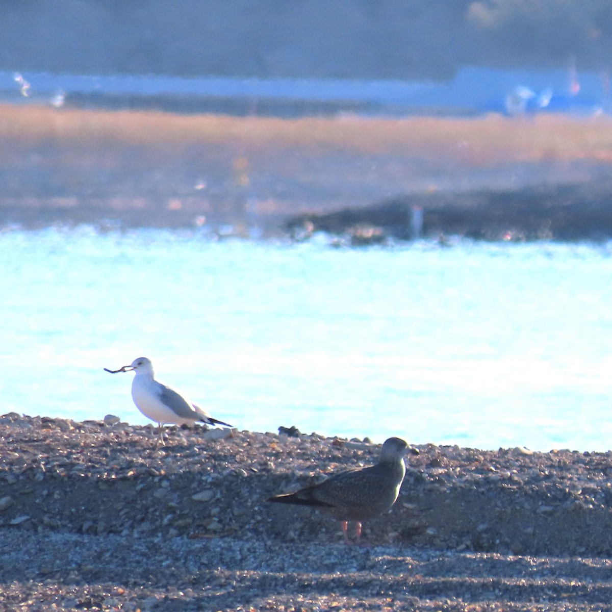 カモメ亜科 - ML646546176