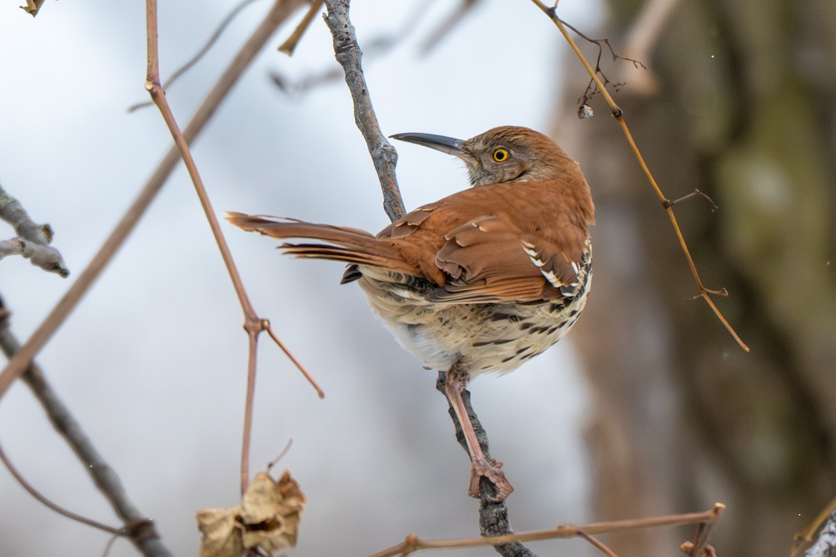 Kahverengi Çöpçü - ML646546177