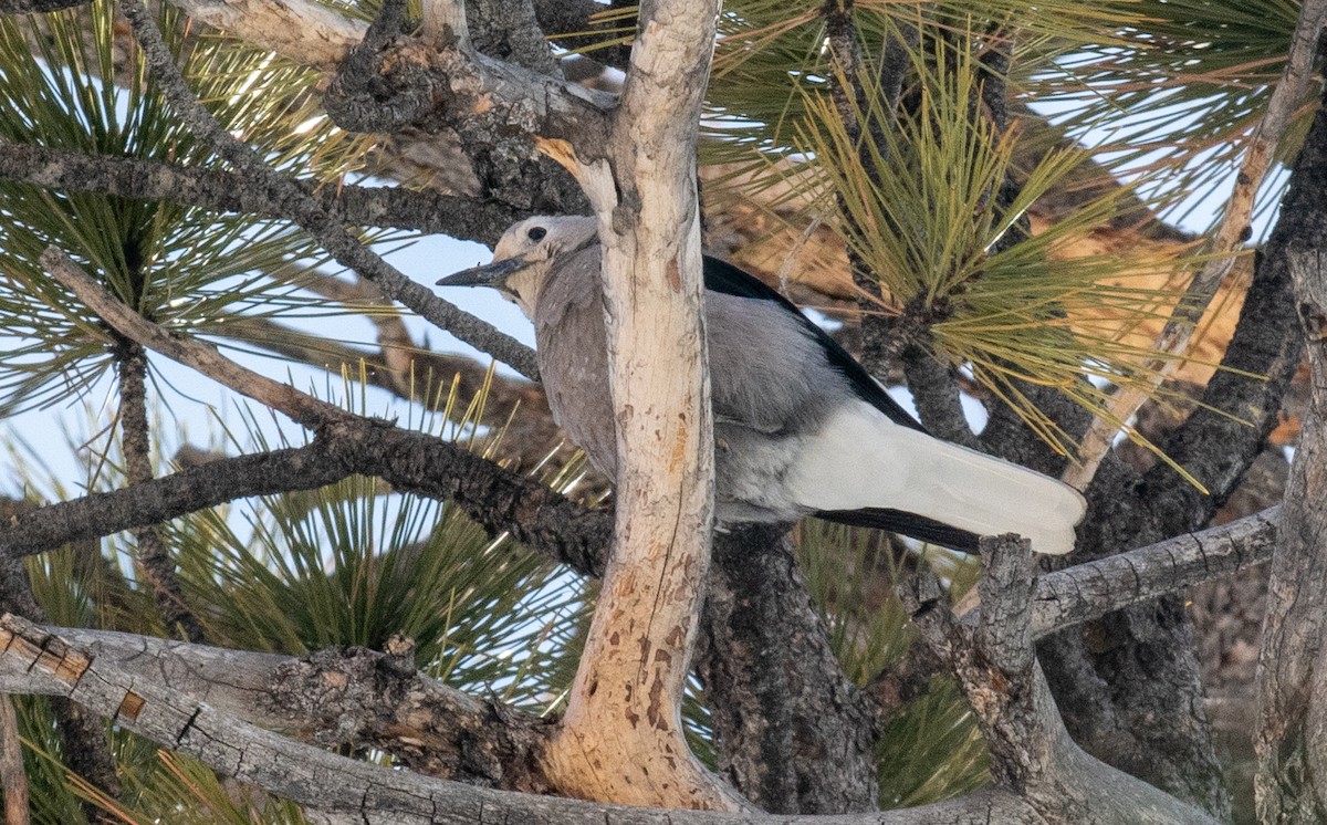 Clark's Nutcracker - ML646546180