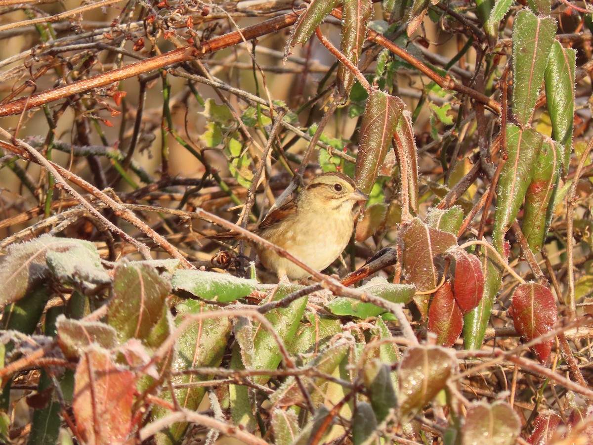 Swamp Sparrow - ML646546181