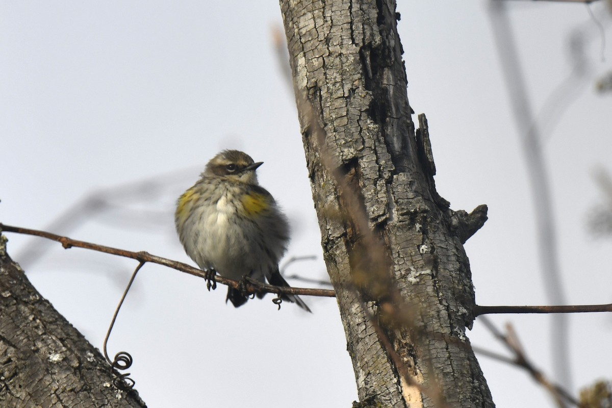 Yellow-rumped Warbler - ML646546183