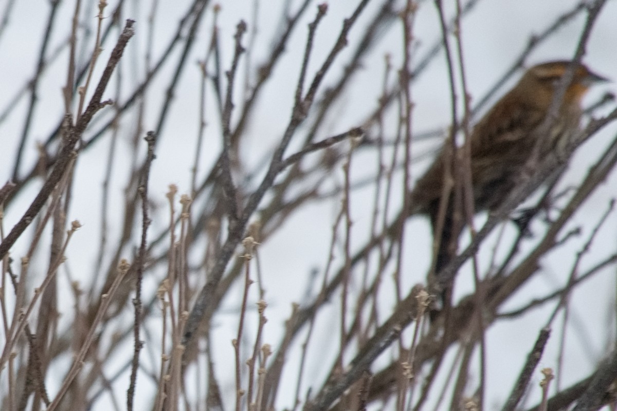 Red-winged Blackbird - ML646546185