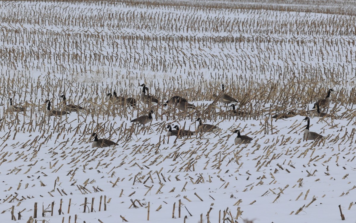 Canada Goose - ML646546186