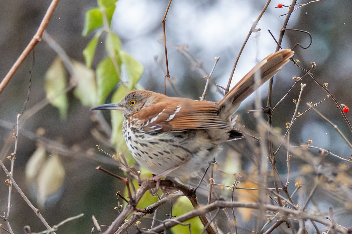 Kahverengi Çöpçü - ML646546187