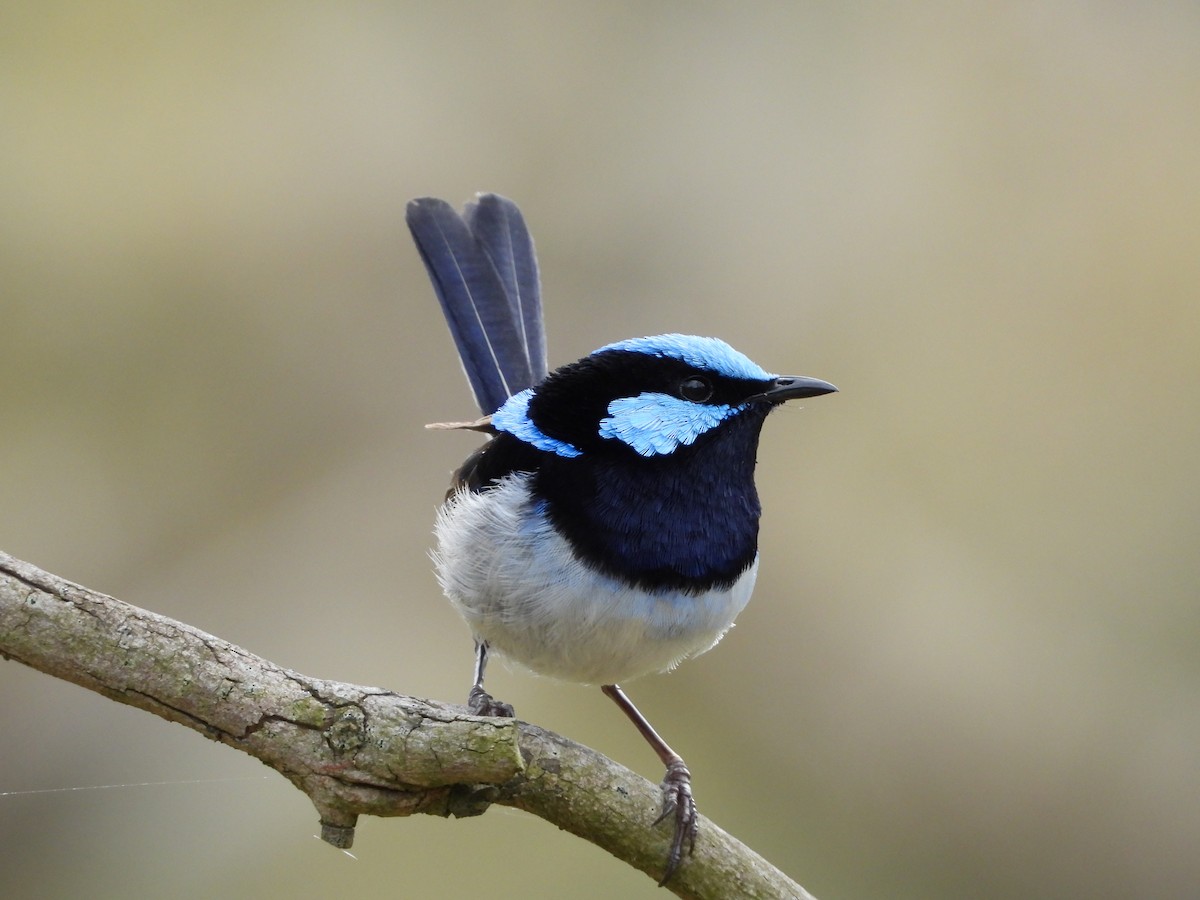 modropláštník nádherný - ML646546189