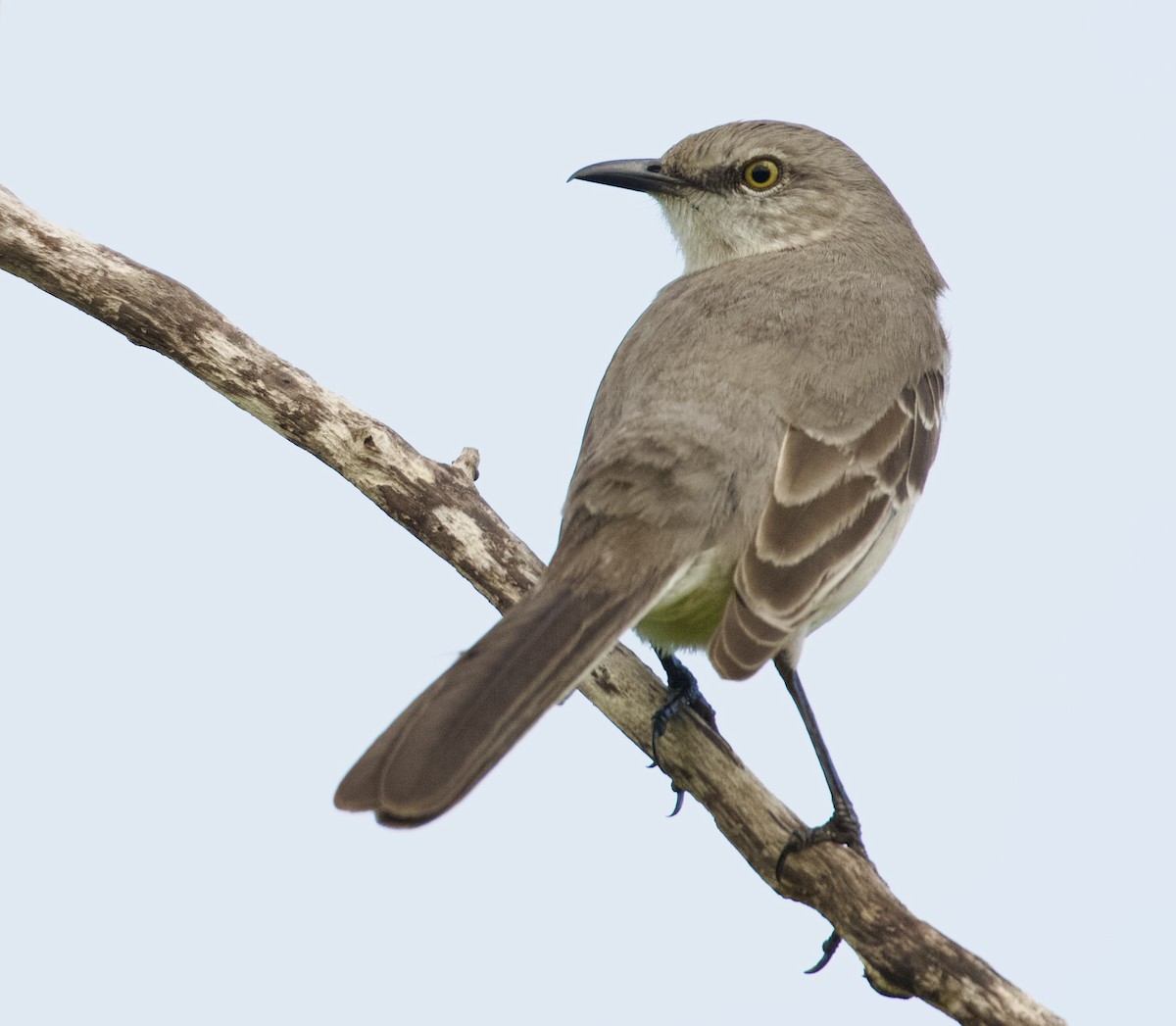 Sinsonte Norteño - ML646546195