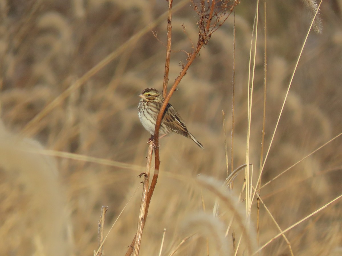 Savannah Sparrow (Savannah) - ML646546199