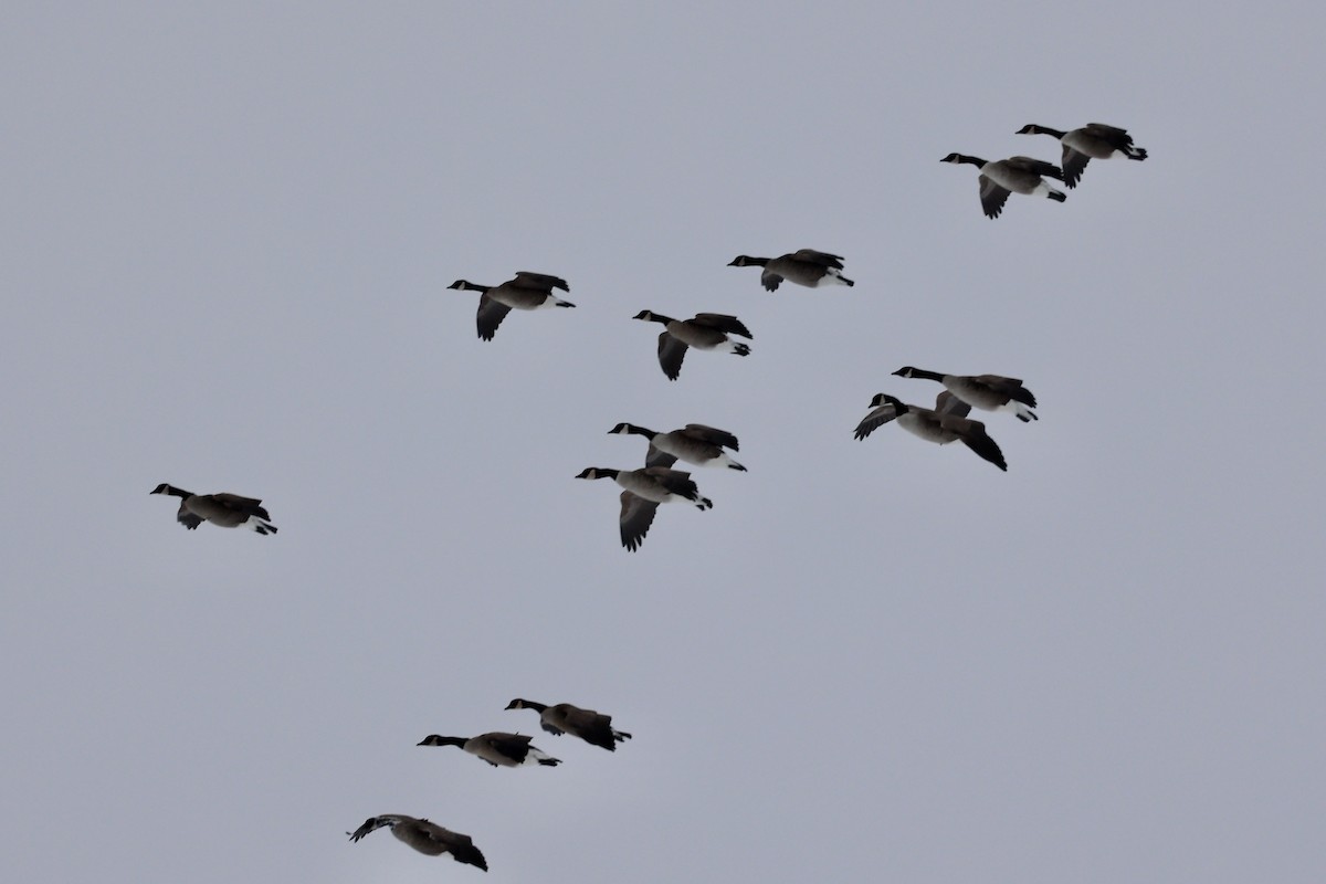 Canada Goose - ML646546201