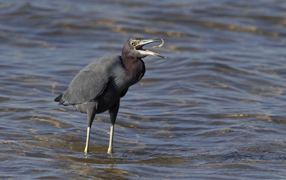 Garceta Azul - ML646546202