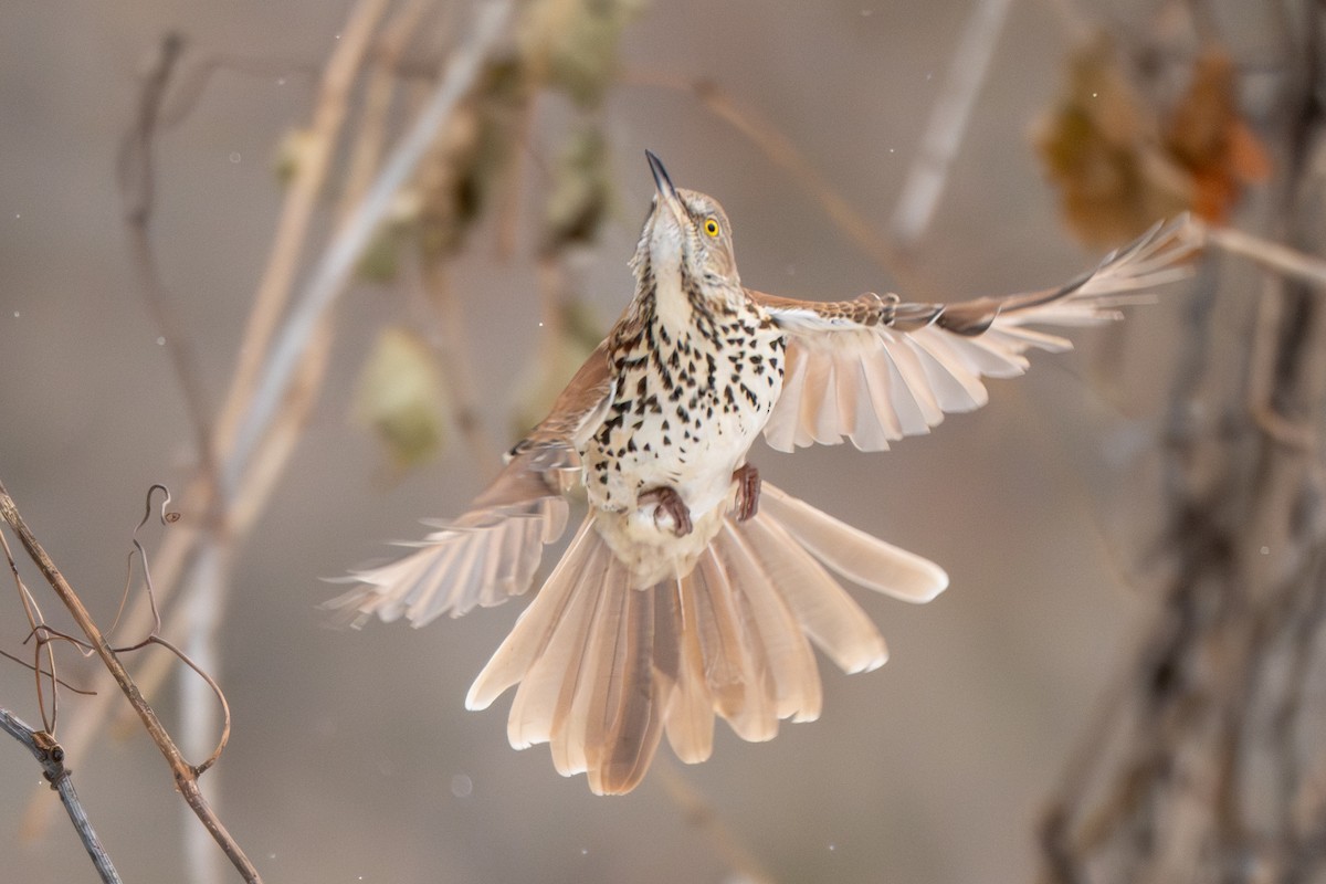 Kahverengi Çöpçü - ML646546203