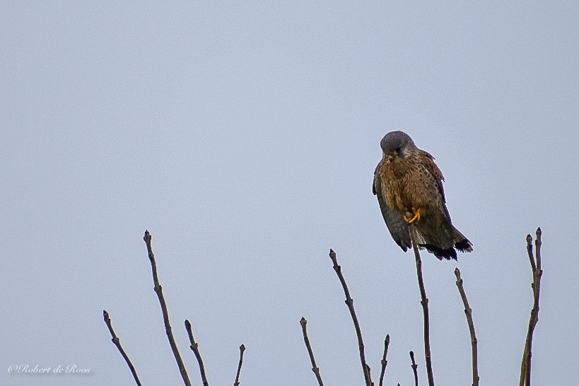 Eurasian Kestrel - ML646546207
