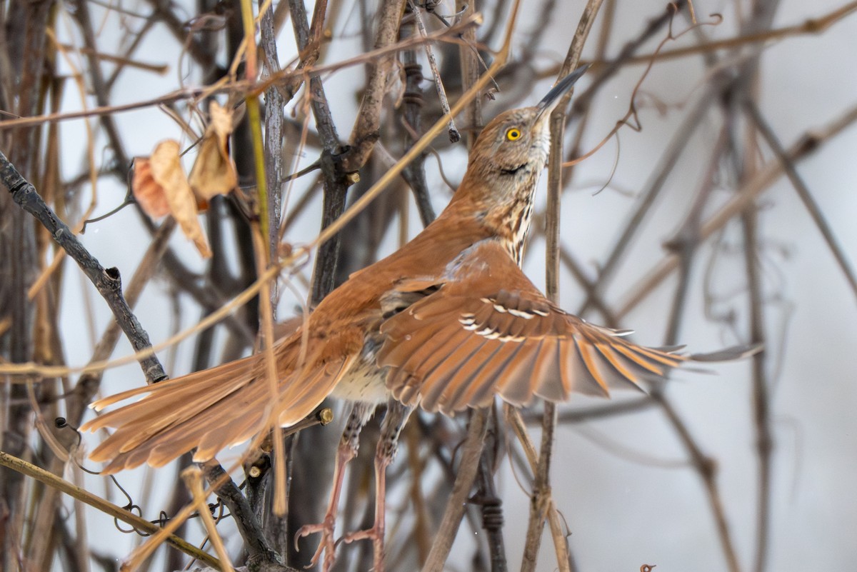 Kahverengi Çöpçü - ML646546208