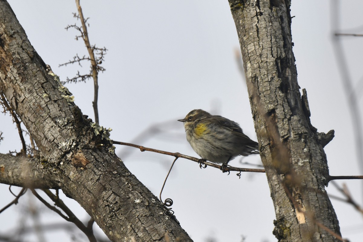 Yellow-rumped Warbler - ML646546209