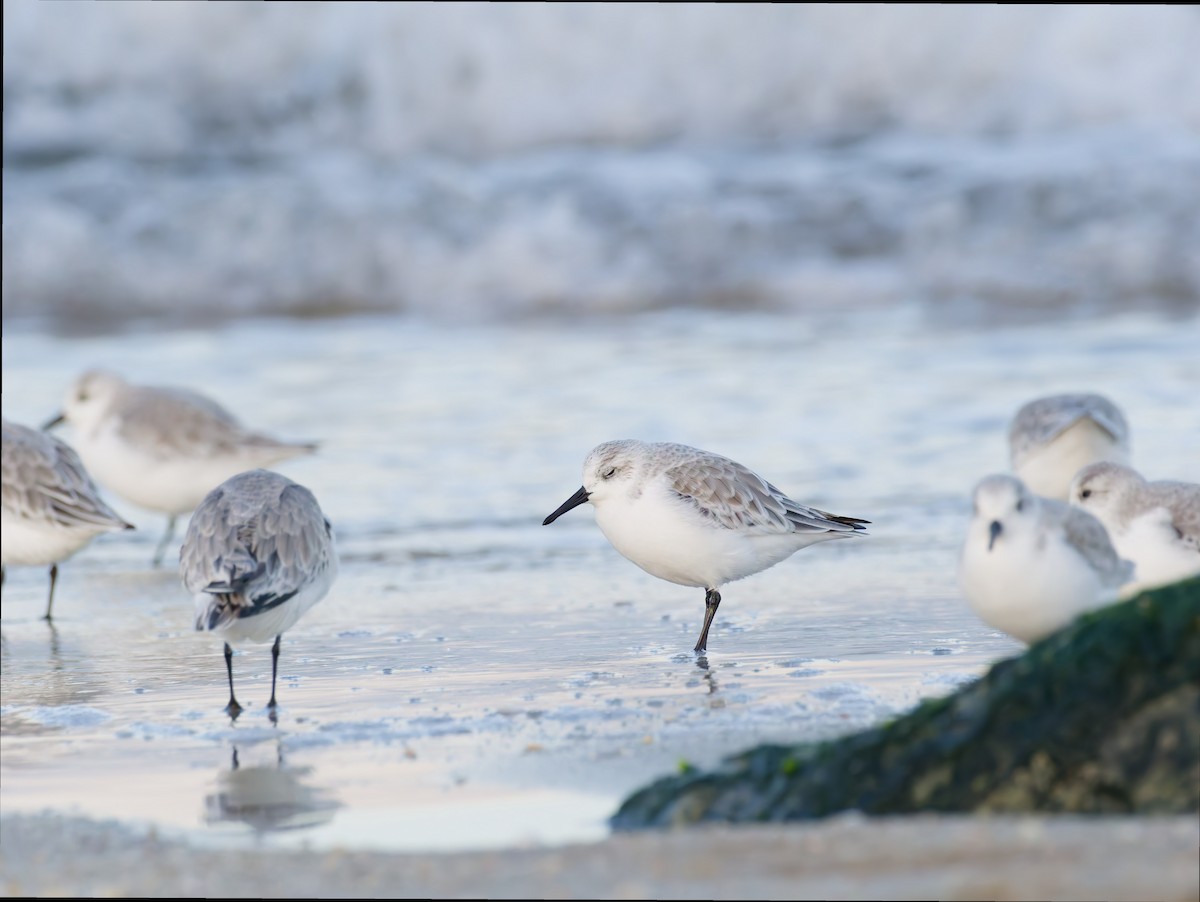 Песчанка - ML646546210