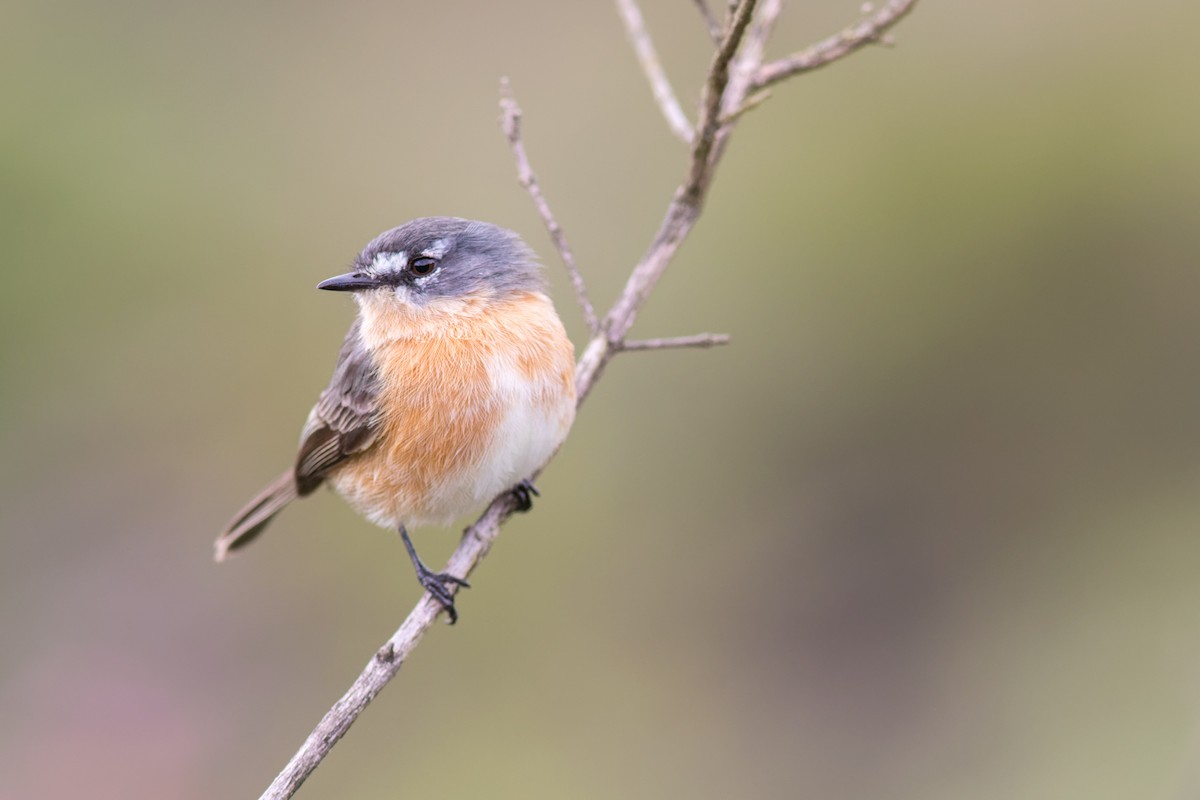 Gray-backed Tachuri - ML646546214
