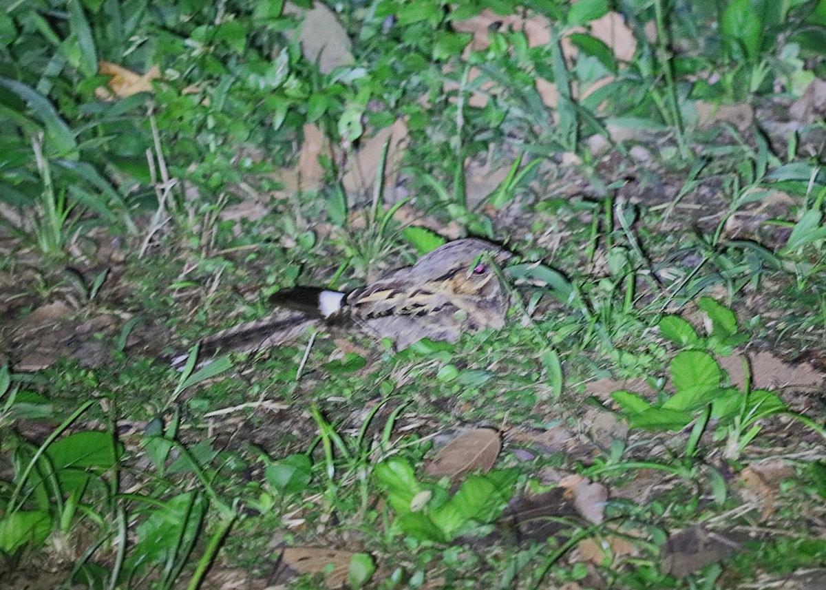 lelek šedočelý - ML646546215