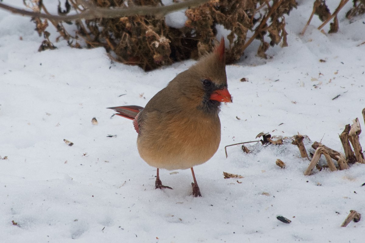 Northern Cardinal - ML646546216