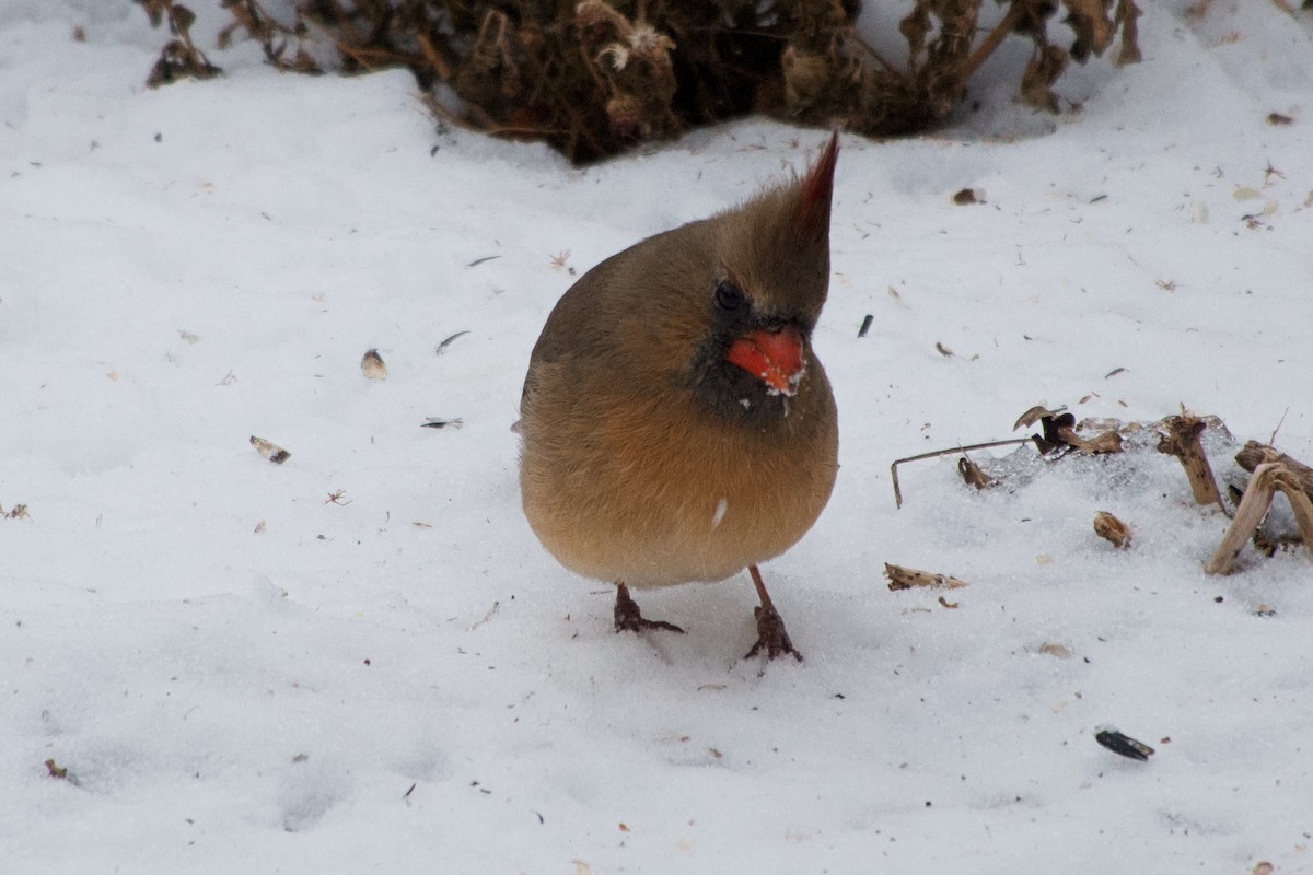 Northern Cardinal - ML646546217