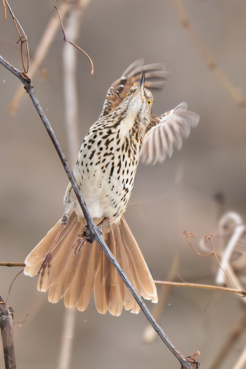 Kahverengi Çöpçü - ML646546218