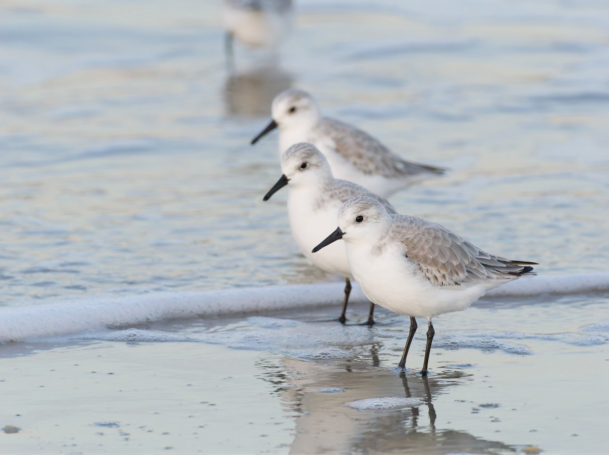 Песчанка - ML646546222