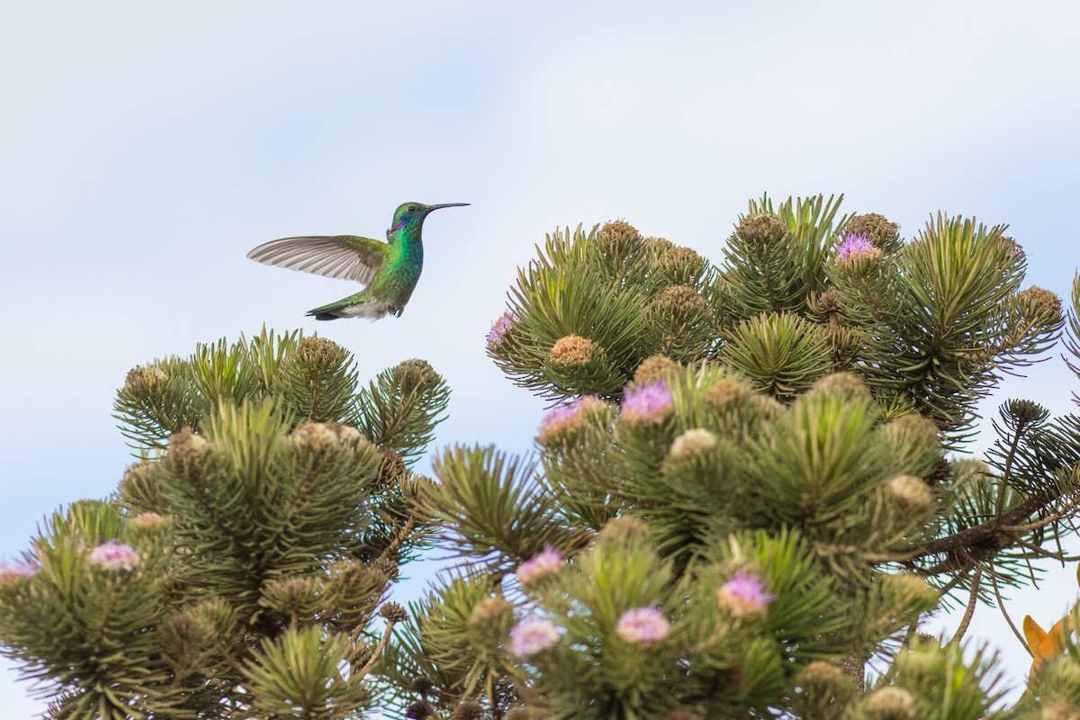 White-vented Violetear - ML646546224