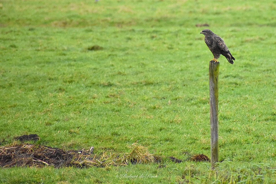 Common Buzzard - ML646546226