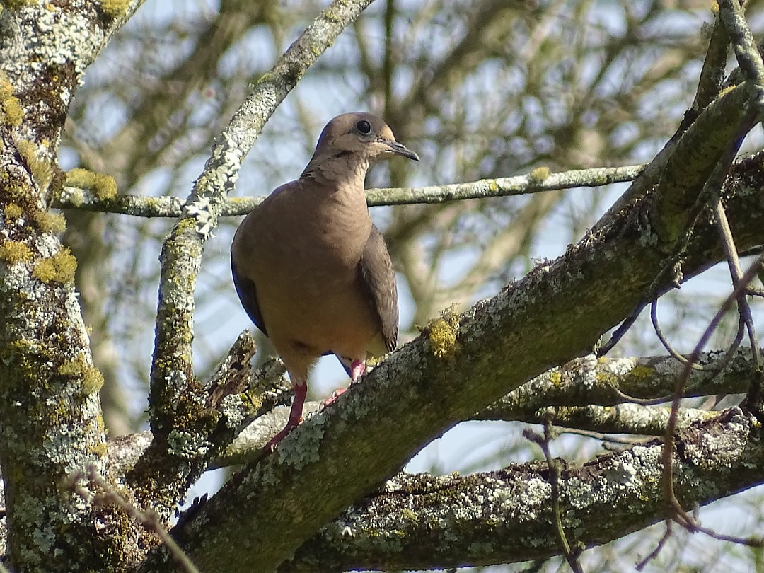 ミミグロバト - ML646546230