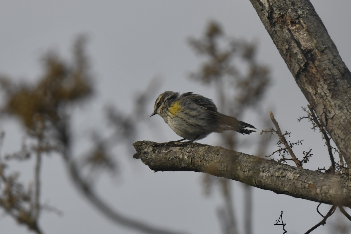 Yellow-rumped Warbler - ML646546231