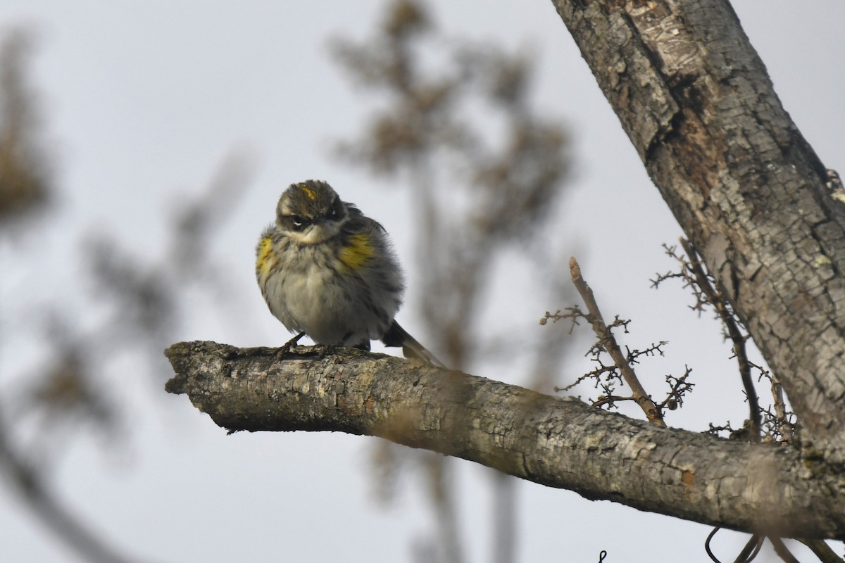 Yellow-rumped Warbler - ML646546232